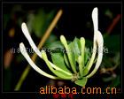 金銀花種植新機遇 巨花一號木本樹形高產種苗引領農業增收