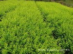 花卉種植的藝術與技術 打造您的私家花園