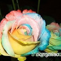 云南科田花卉種苗有限責任公司 花卉種植的核心供應商