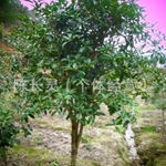 福建永福花卉桂花種植基地批發(fā)直銷 品質(zhì)與價(jià)格的完美平衡