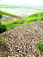 浙商夢碎 投百萬租地種土豆，昔日建筑師躬身田野別離樓堂