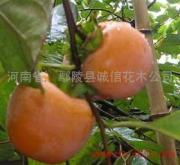 綠意匠心鐫春秋——走進(jìn)河南省鄢陵縣誠信花木公司向陽花海