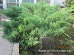 花卉種植的精細(xì)管理與誠信供應(yīng)——以某產(chǎn)業(yè)景觀公司為例