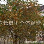 福建花卉永福花卉綠化苗桂花種植基地 批發(fā)直銷新選擇