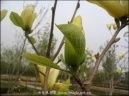 南召綠野園林花木公司 相冊(cè)里的花卉種植之美