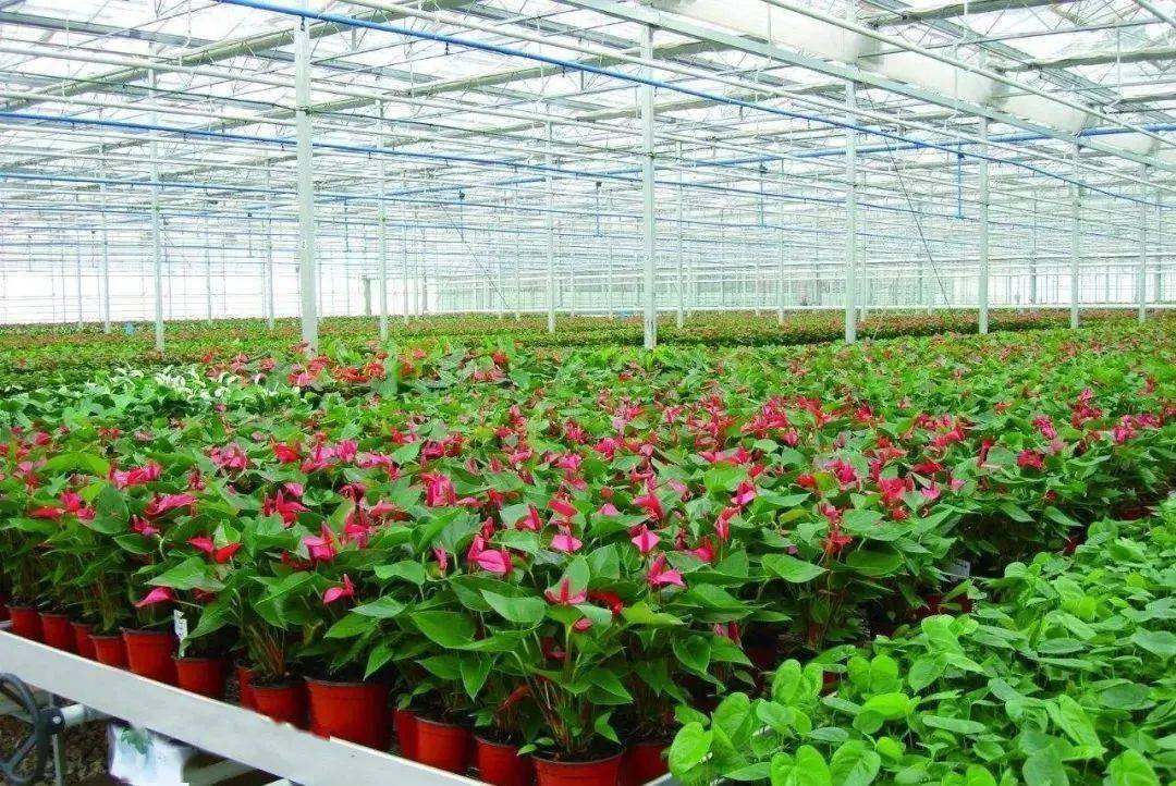 找不同！國內(nèi)外花卉專業(yè)種植溫室大棚的區(qū)別有哪些？