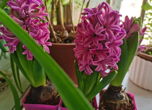 這種花養(yǎng)陽臺(tái),澆足水就狂開花,放客廳書房觀賞,心情都美了